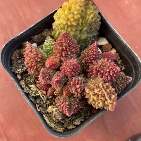 珠子玉水泡6仙人球