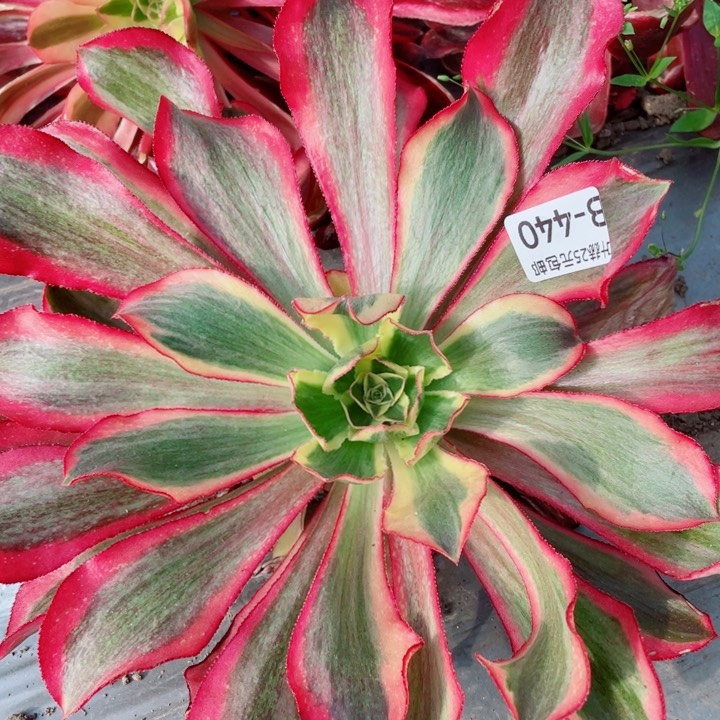 440美多肉12345678