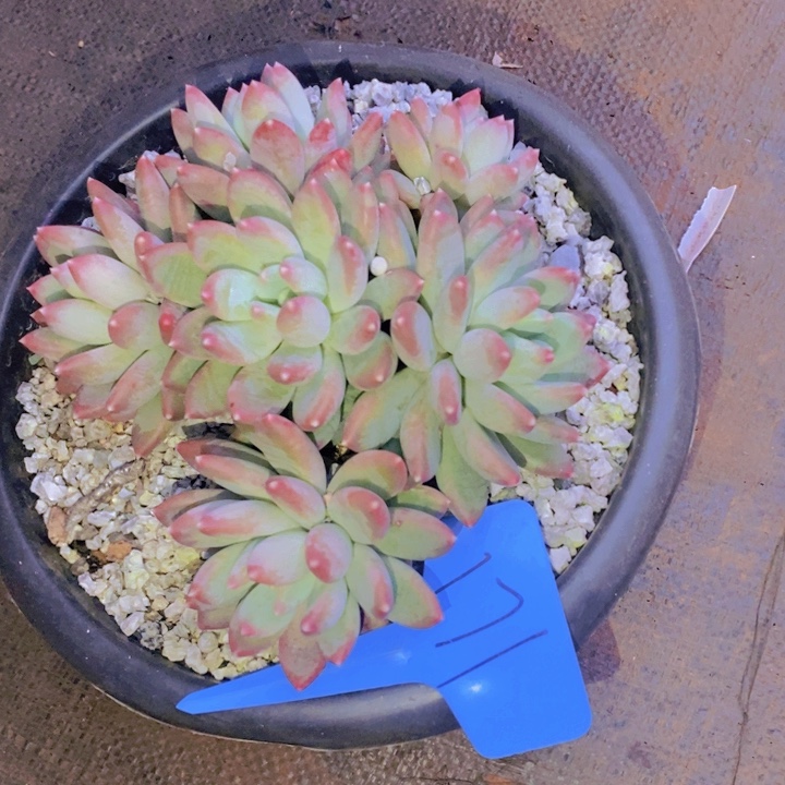 这个我就知道这点