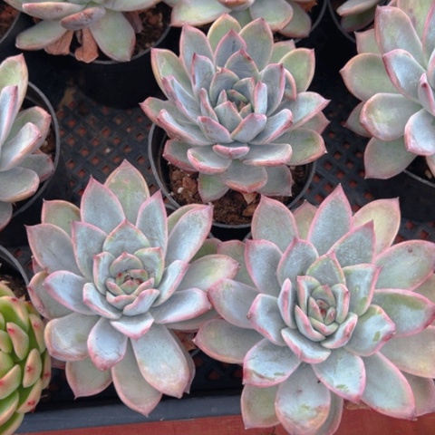 阳台军品多肉黑卡三个