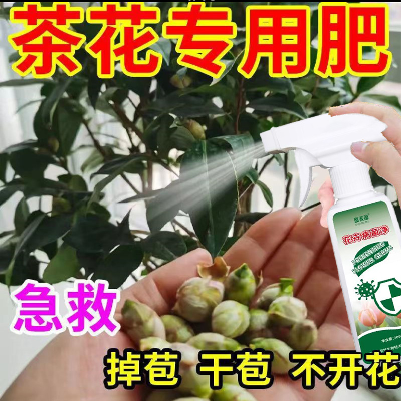 茶花掉苞消苞不开花山茶花黄叶烂根黑斑叶子尖发黑枯萎专用营养液