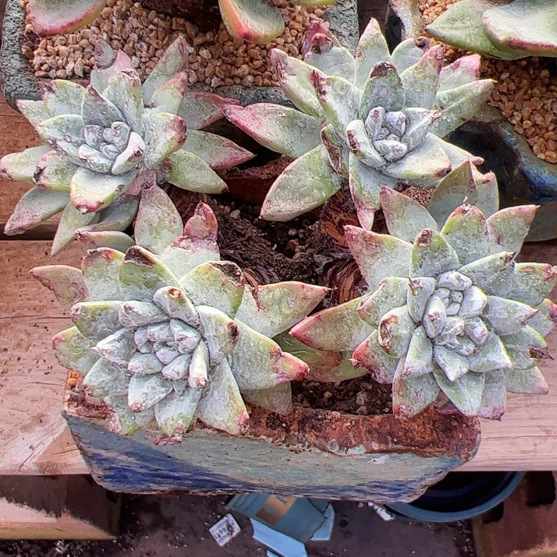 4118苹果叶仙女杯多肉