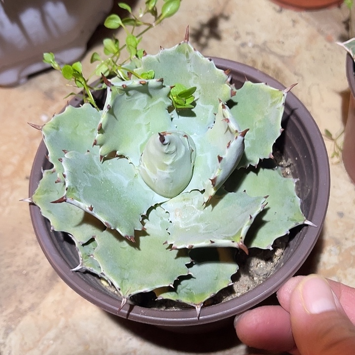 满38包邮2天凑单，脱土晾根发货多肉植物