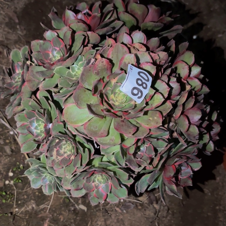 086粉海王多肉植物不售后