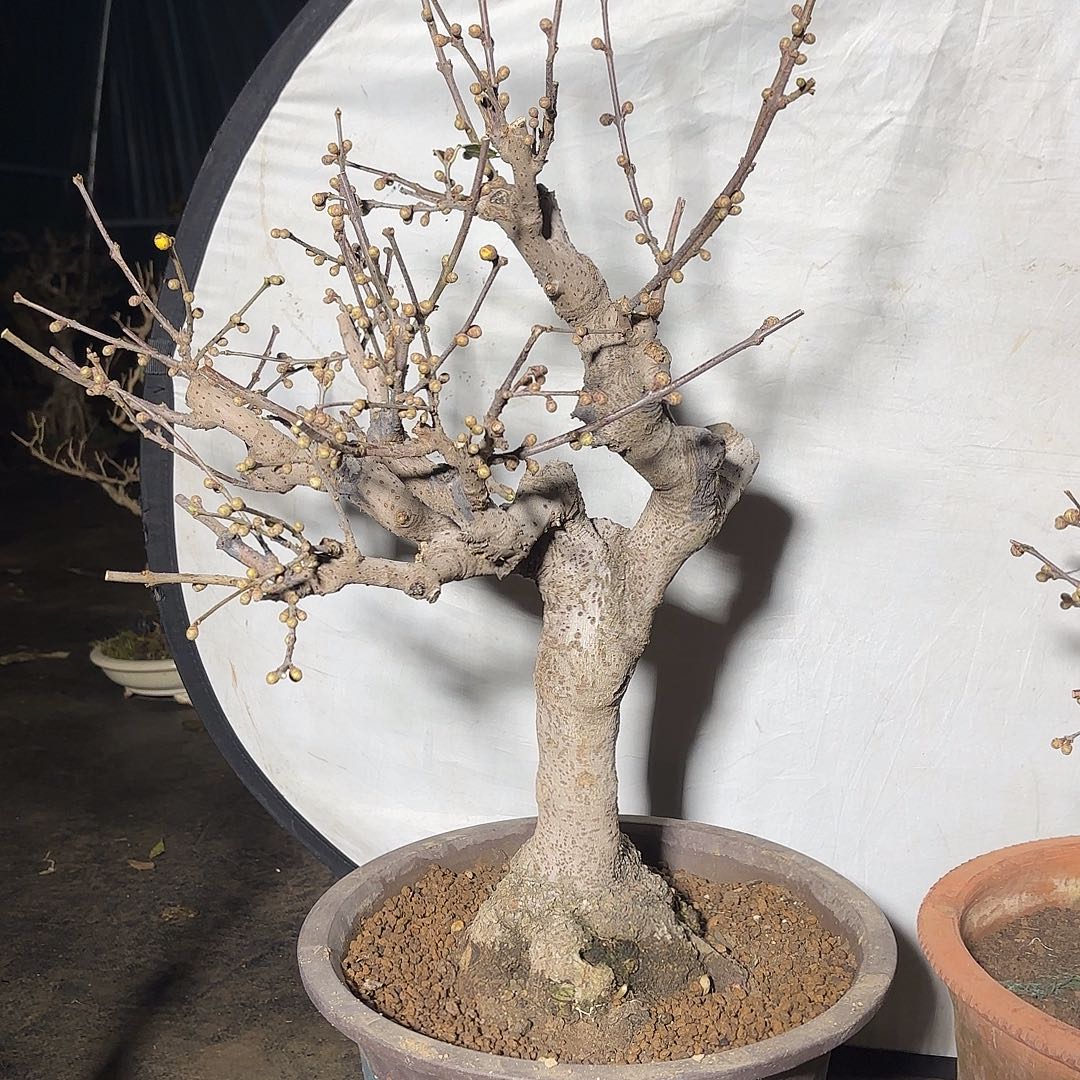 无花朵腊梅盆景盆栽植物