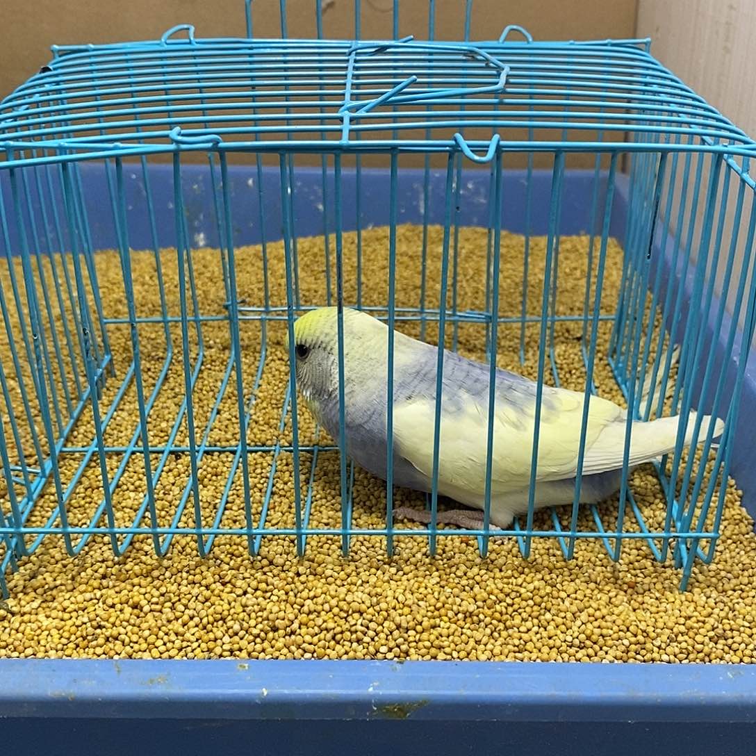 虎皮鹦鹉大头一只