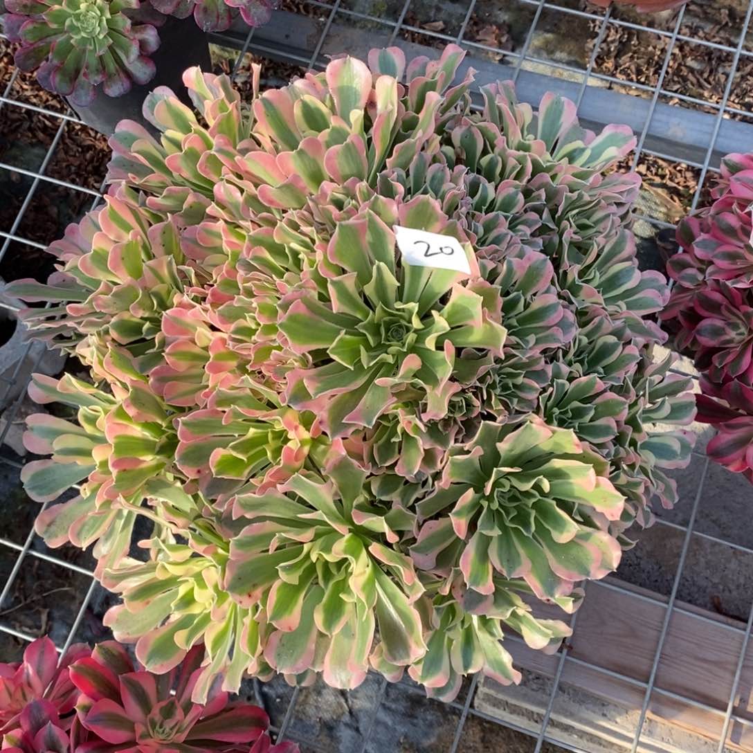 无花朵多肉植物组合拼盘20白凤