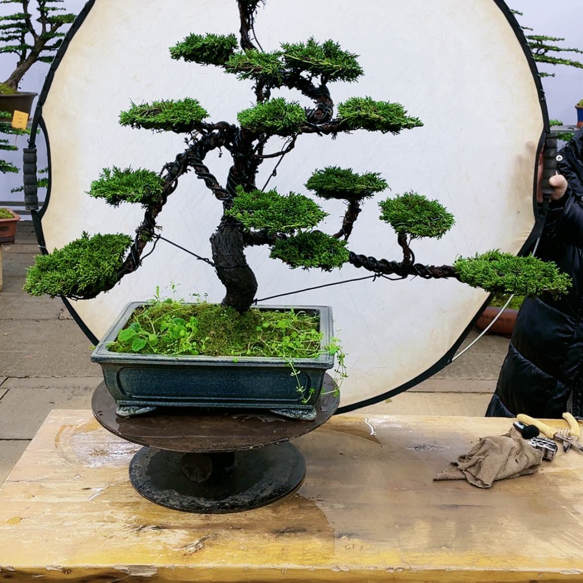 【闪购商品】济州真柏