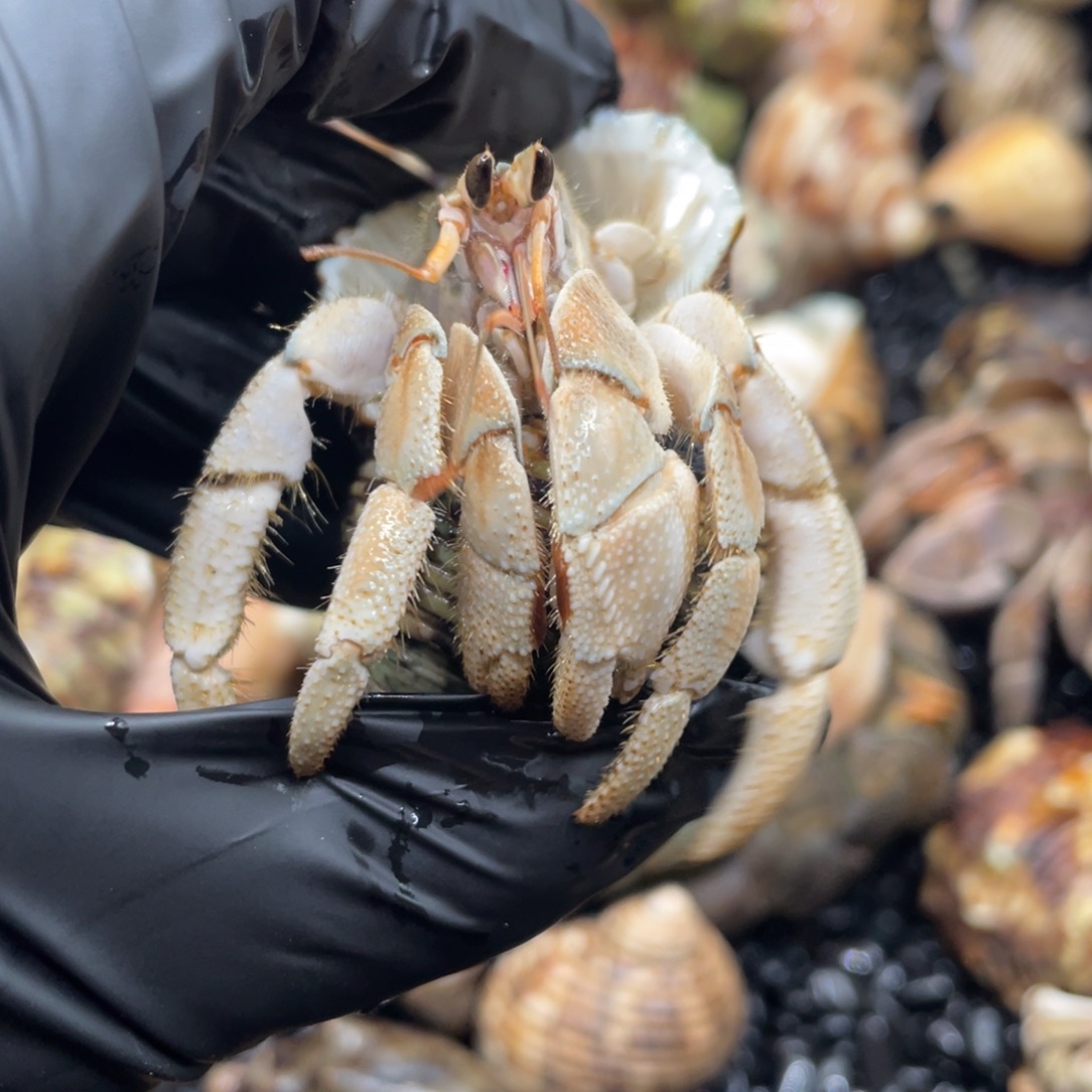 不退不换谢谢支持7