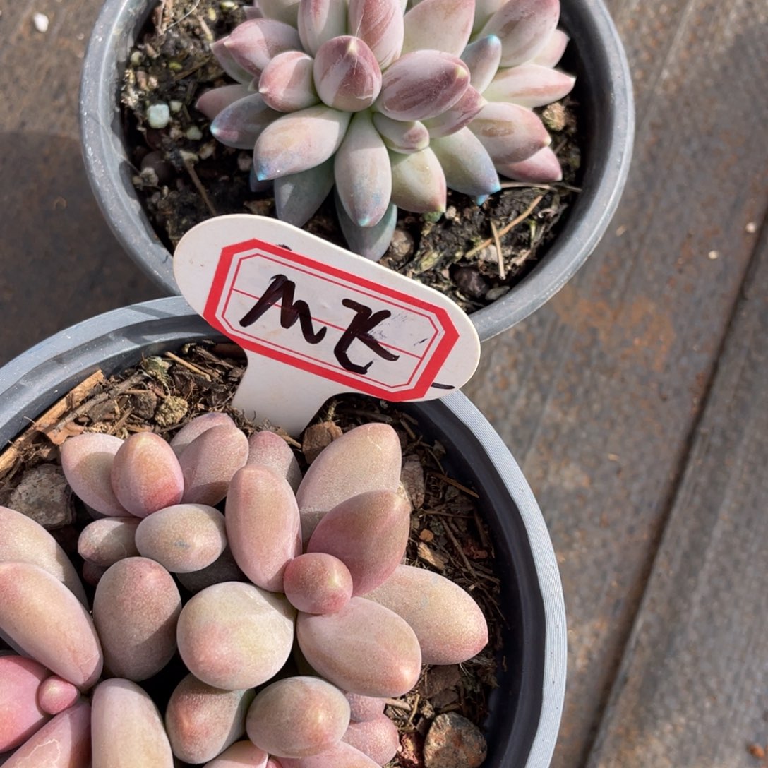 M*姐姐说她真的不是一般