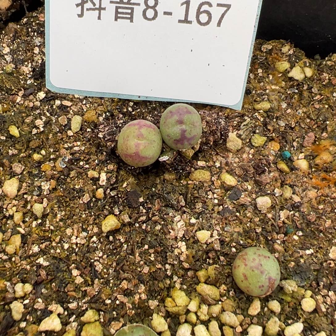 8-167量拍1527猴脸一颗