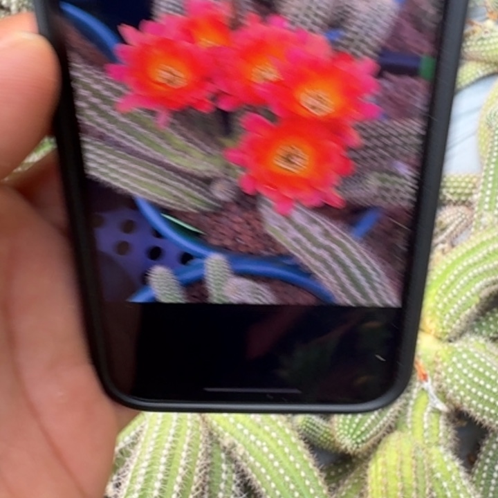 白檀仙人掌921侧芽一个