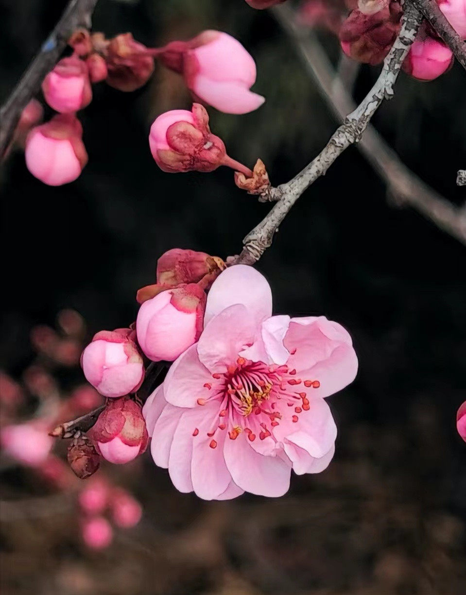 美人梅掌中宝造型盆景花卉室内外阳台庭院好养耐寒高档绿植不含盆
