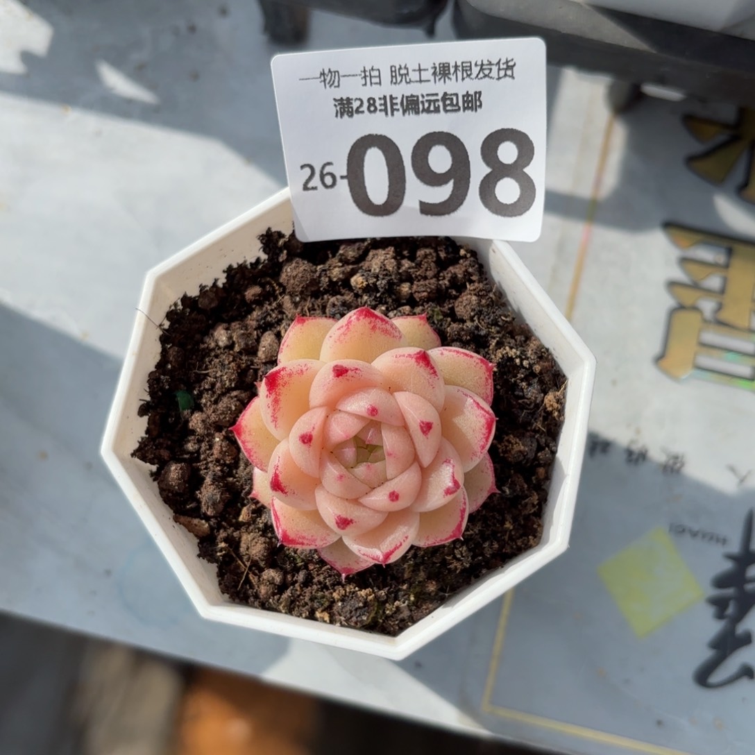 红枫单头多肉多肉多肉