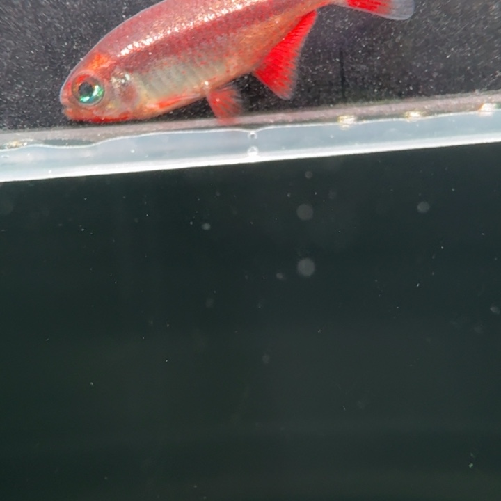 灯科鱼左上缸-18 白金血魔2.5cm左右 1条