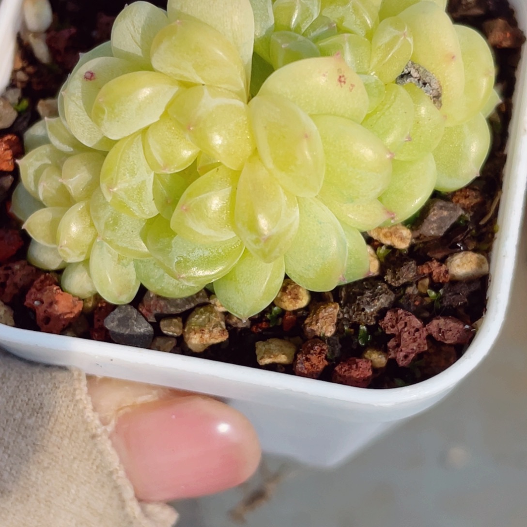 788票支持力度支持一下啊好