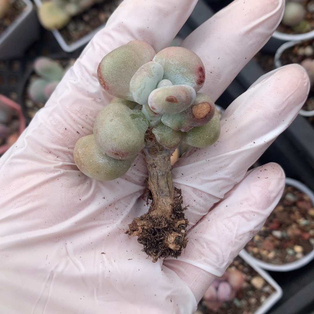 油煎奶酪多肉油煎奶酪