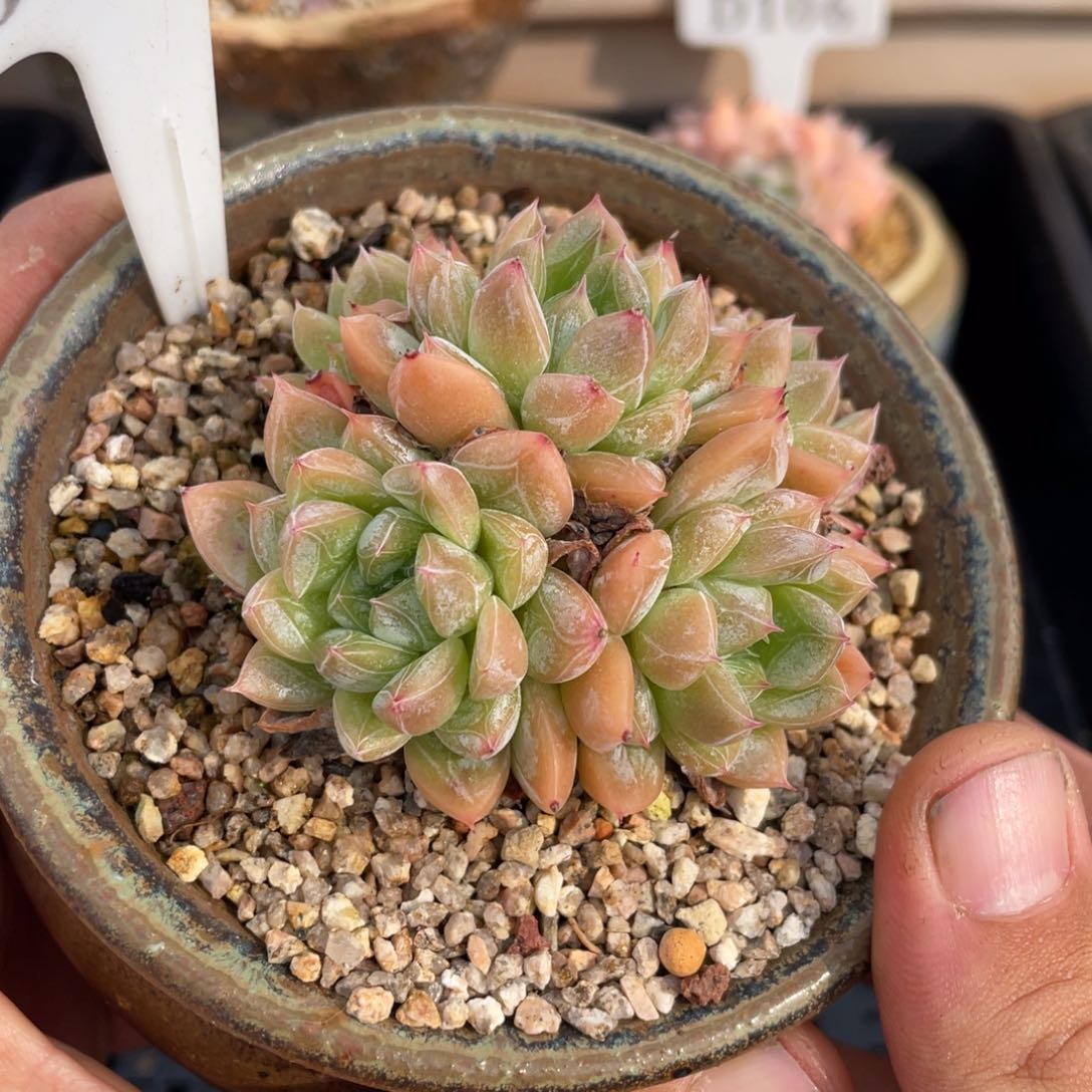 0604爱莎不带盆7厘米