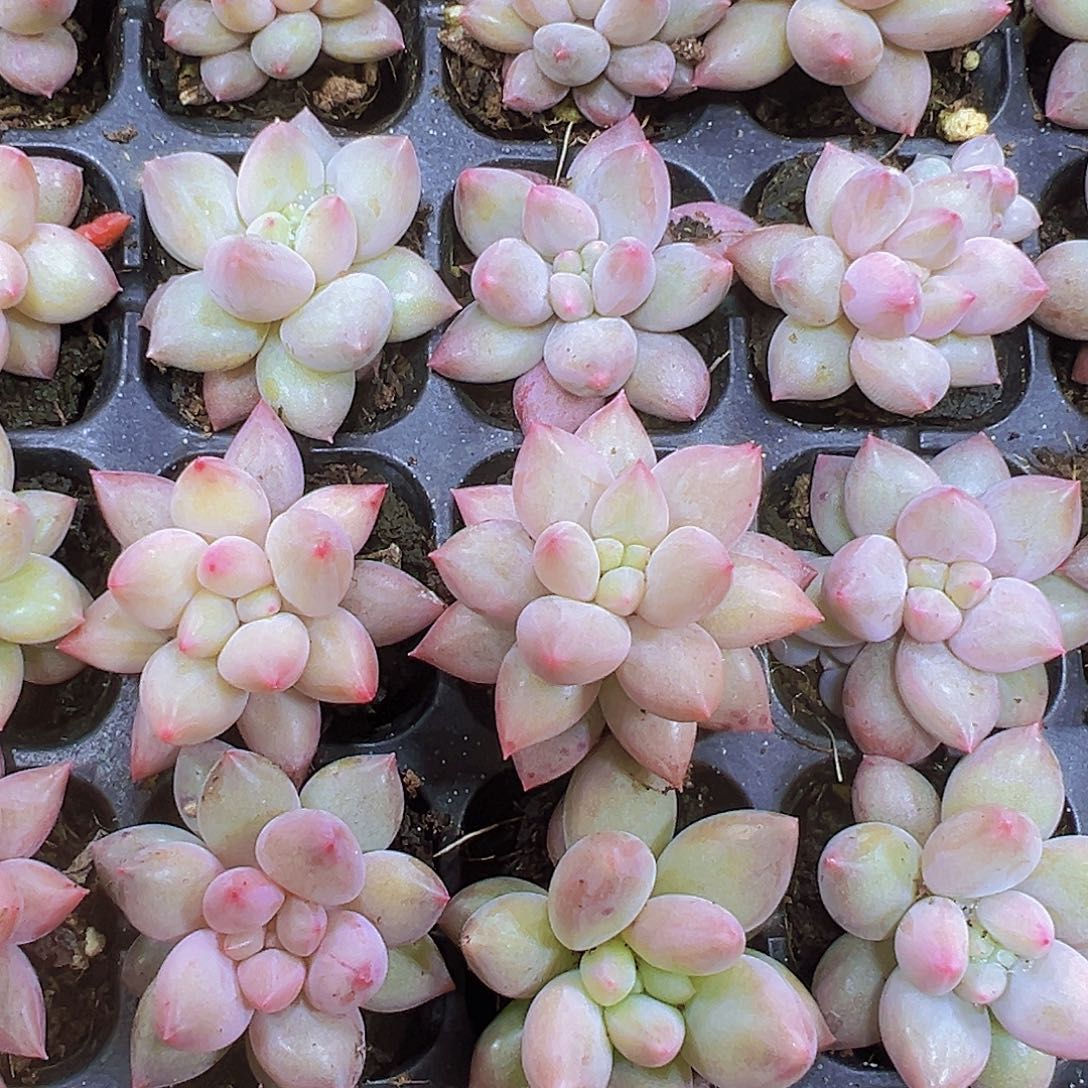 穴盘红蜻蜓5个19包邮多肉