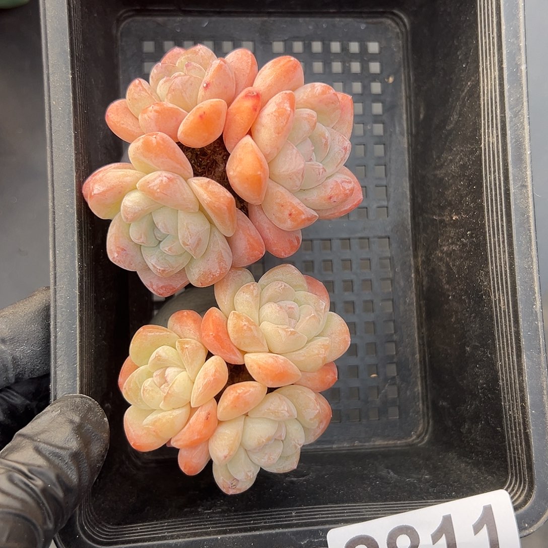 2811，俩个三头冰玉带盆发的