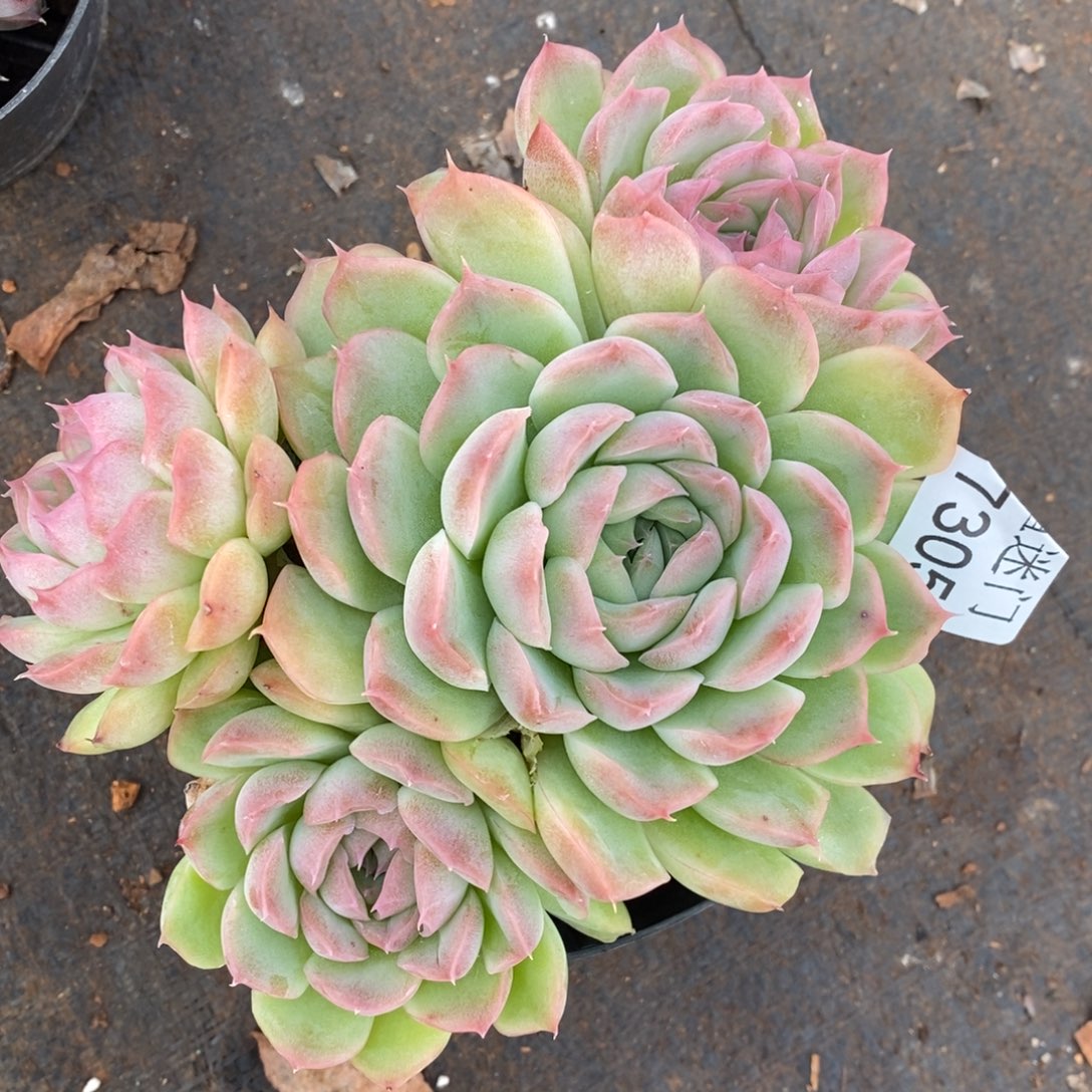 杂交精品多肉7305~15厘米