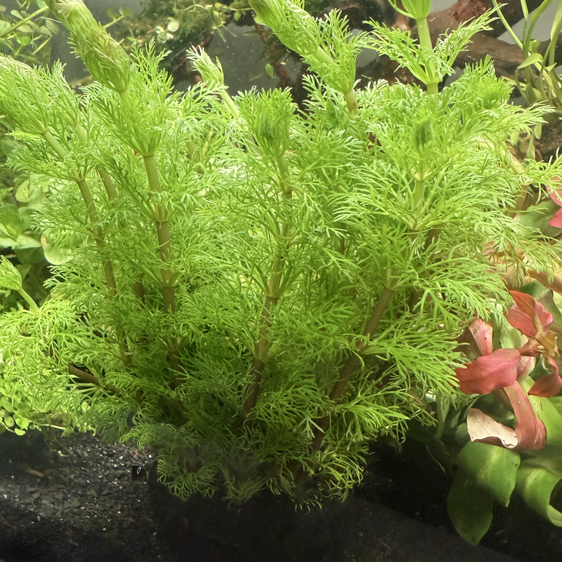 小宝塔水草鱼缸造景好养耐活淡水活体植物净化增氧