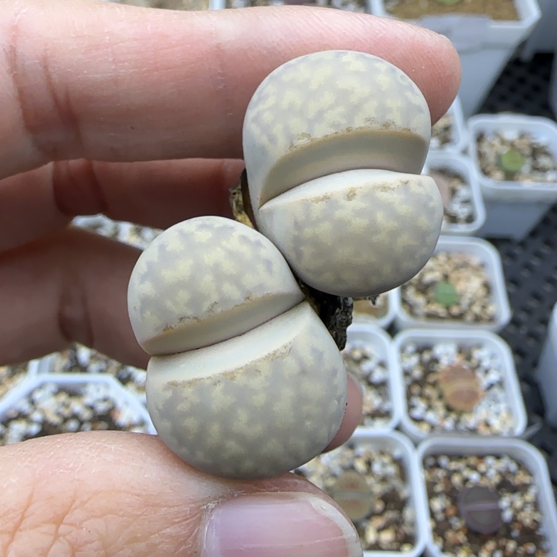 母本唇清框福利30包邮