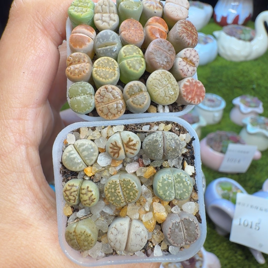 一***言多肉植物开播福利冲1028