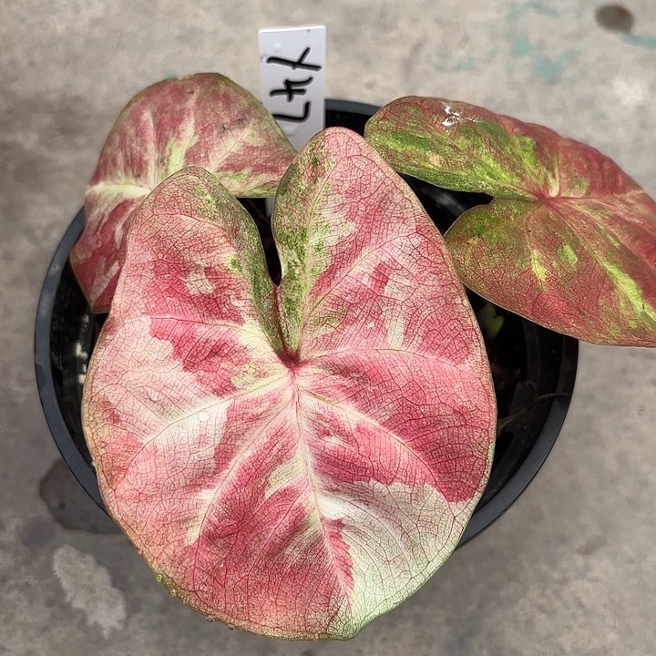 47-0219彩叶芋广东现货