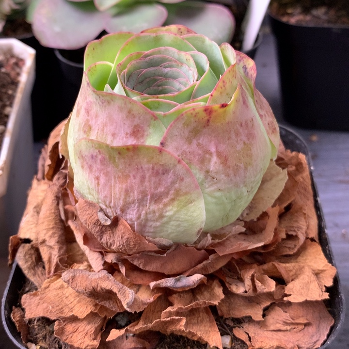 一物一拍星辰福利002