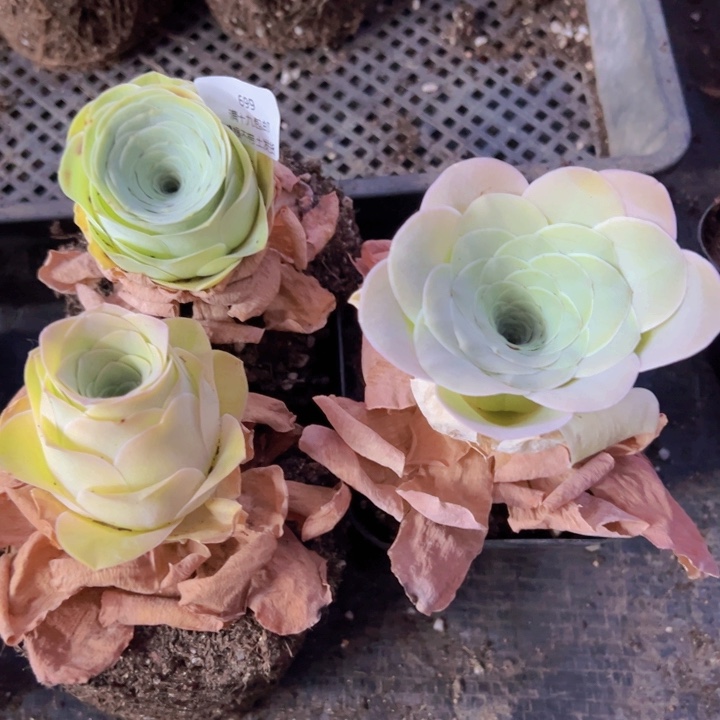 699 裸根不带土发货