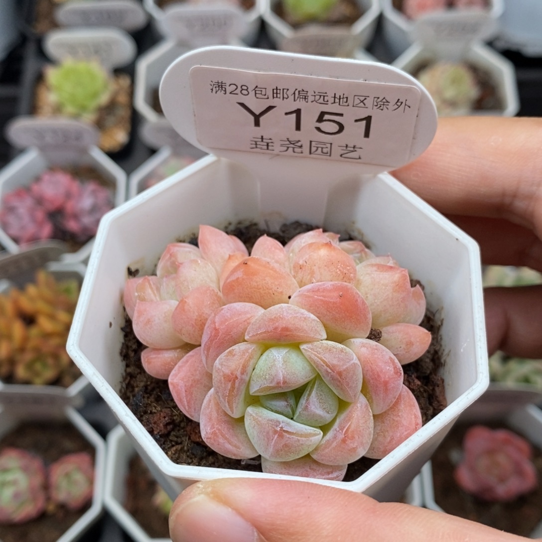 0151 琥珀群生 5.5cm
