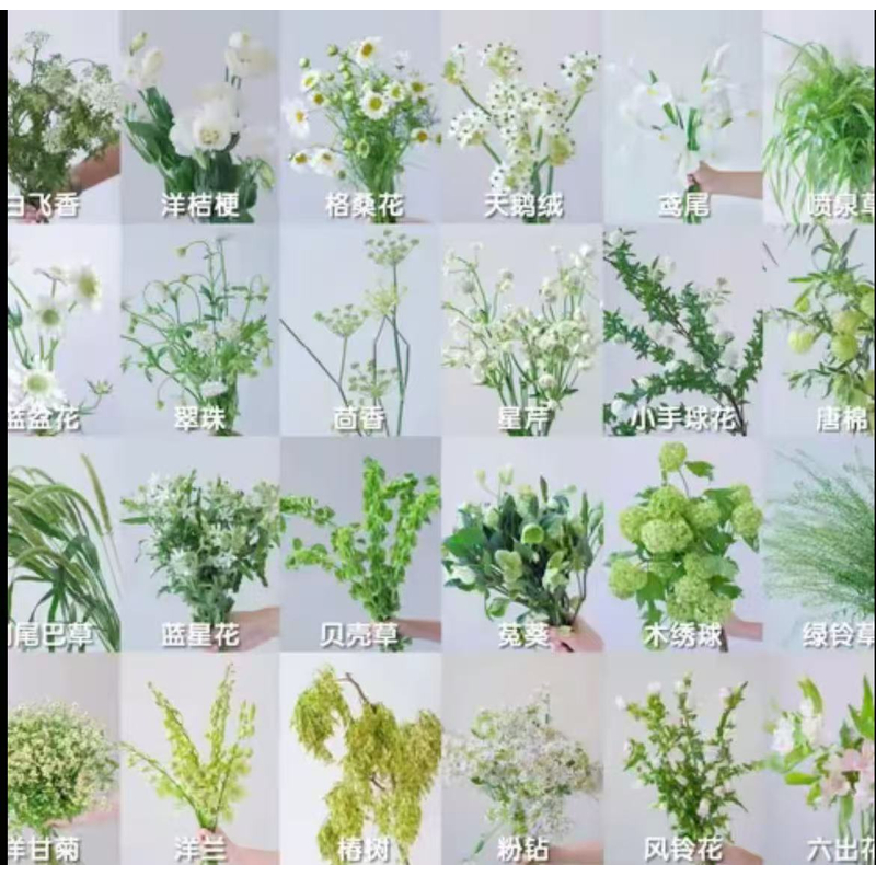 Fs知花意｜配草｜可与花束拼单｜两单升级顺丰