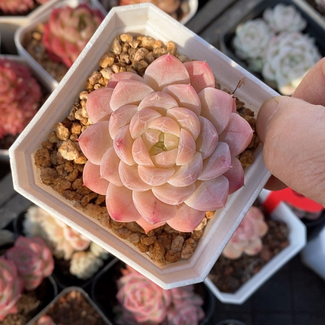 精品多肉一物一拍不包整140