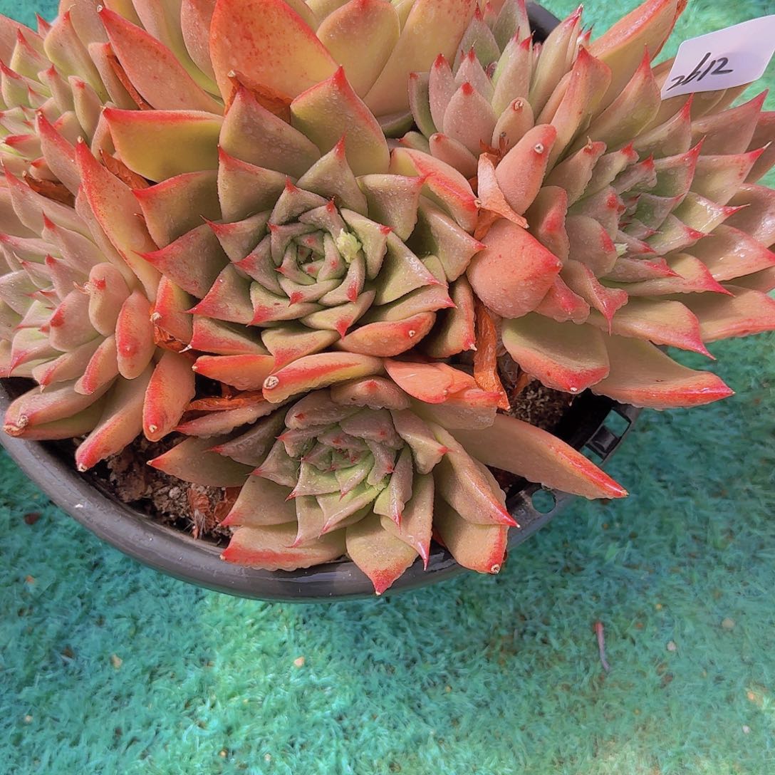 2612东云杂多肉植物