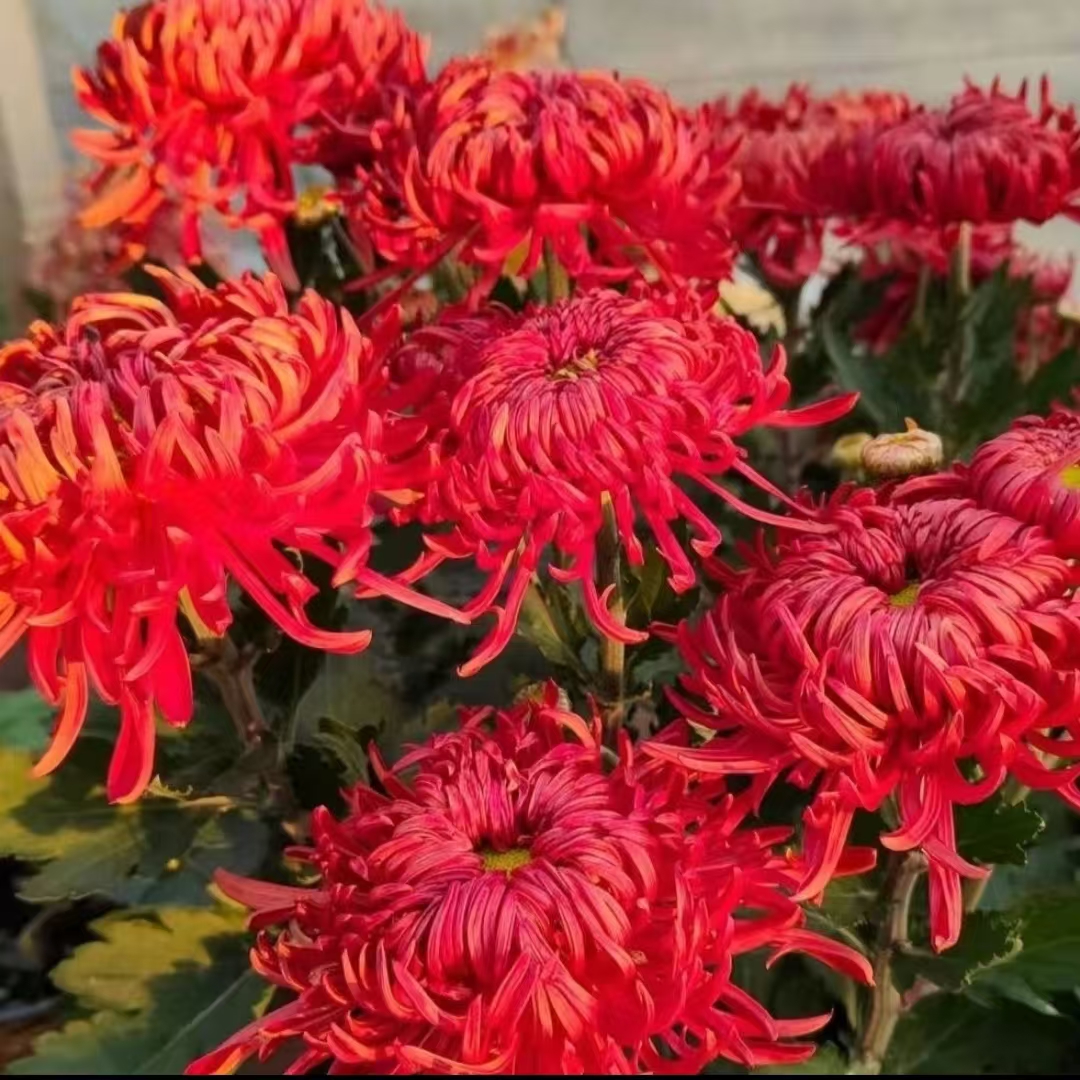 【盘龙圣火】九月大菊花  多年生 富贵菊  牡丹菊
