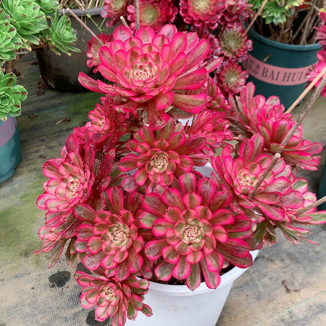 【闪购商品】粉****糖白月光，多肉