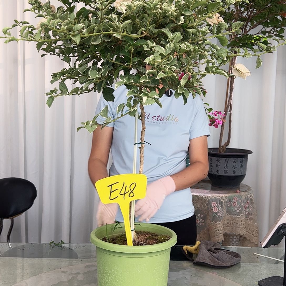 当前无花栽培后可以开花格**知E48少女心