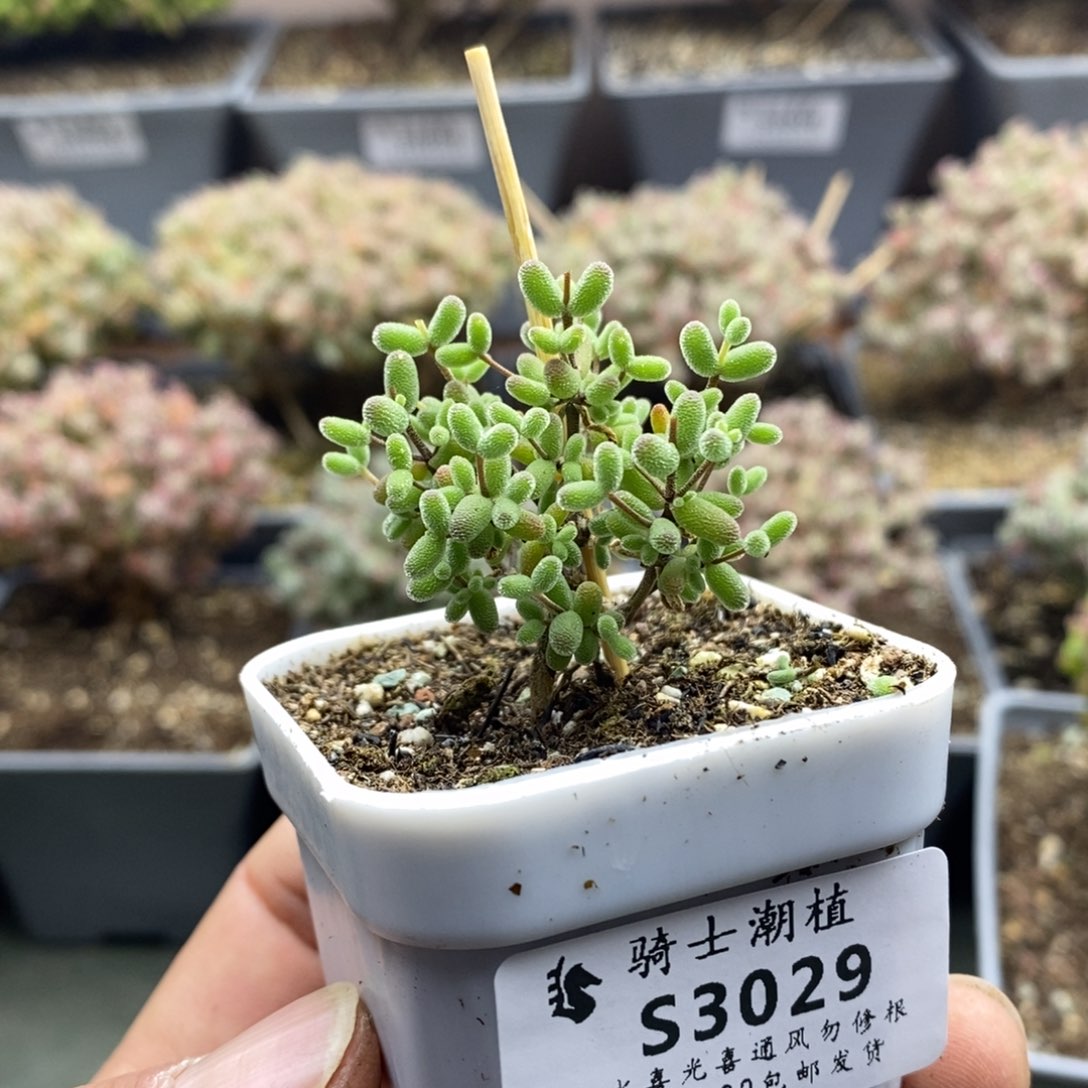 3029实生糖豆米枝干番杏