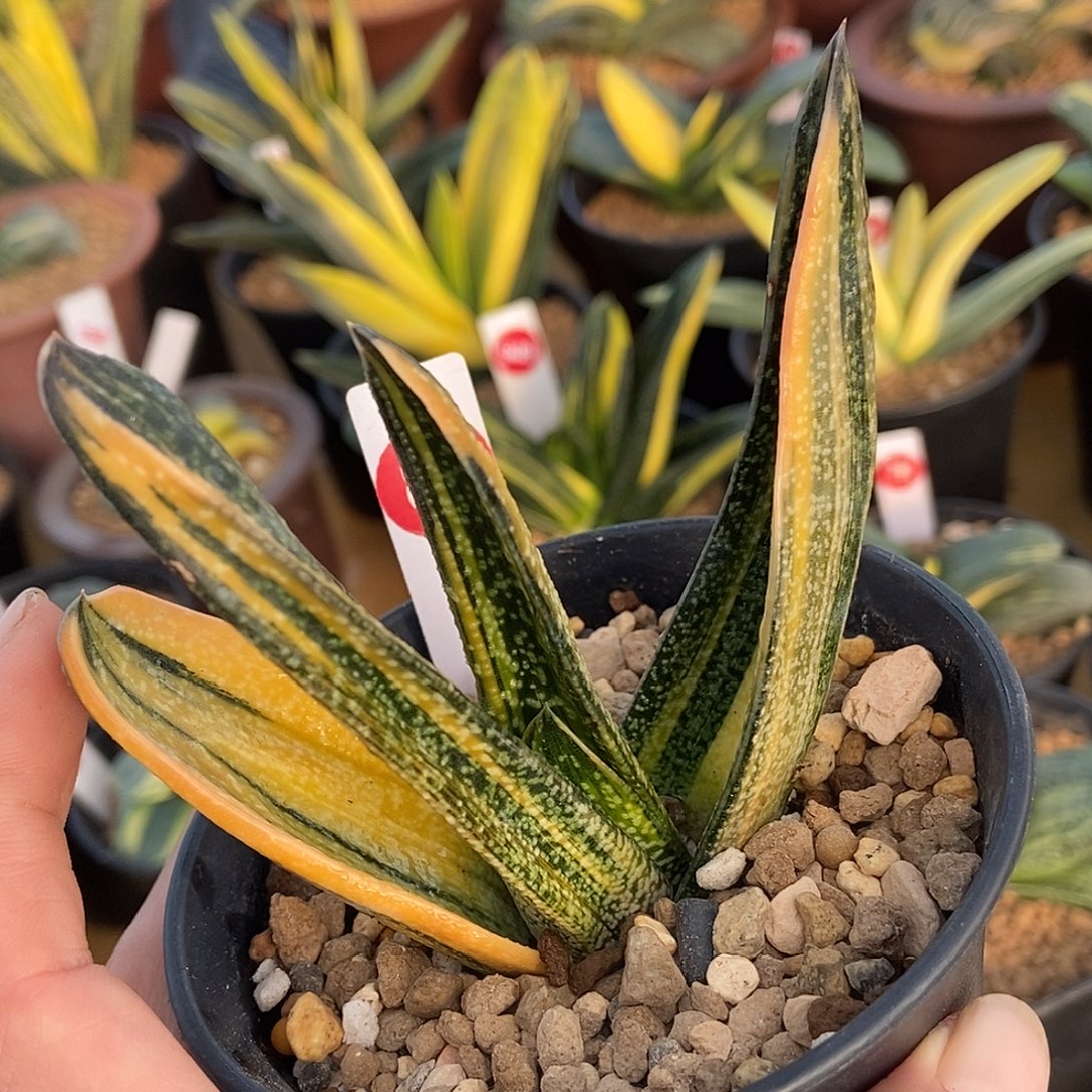 J***C875转春莺锦带盆发货