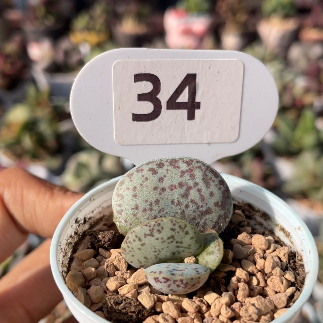 冬*寒      花蛋。