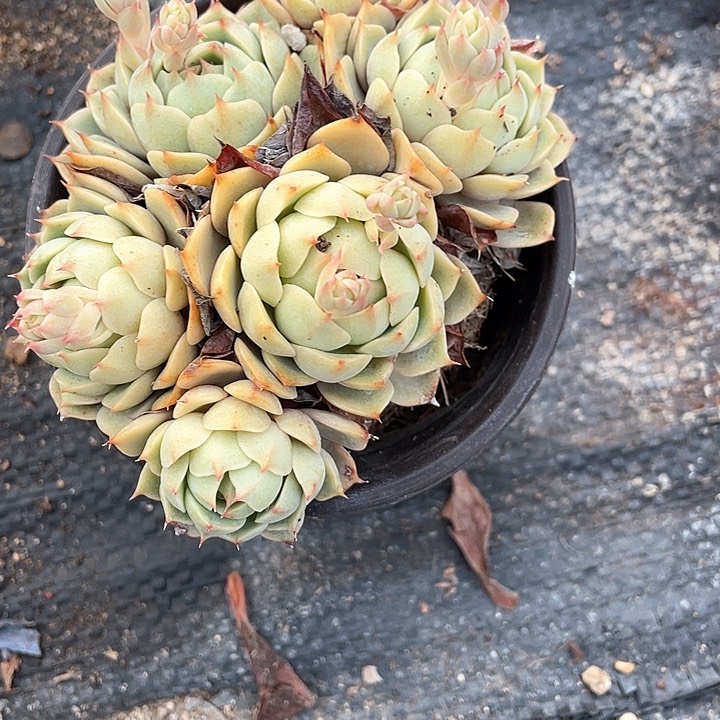 老桩群爱火满25包邮