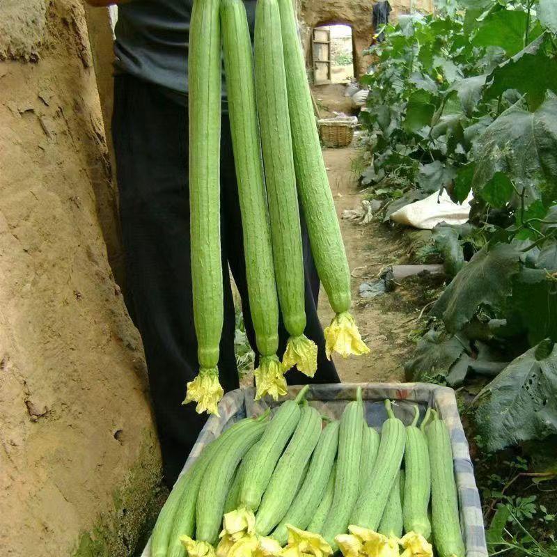 【全场满5包包邮】长香丝瓜春季易存货早熟蛇形