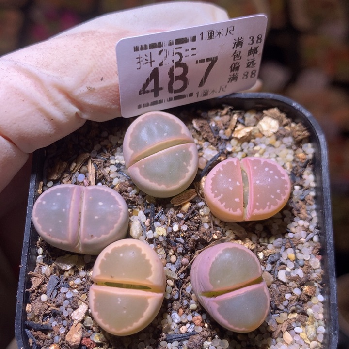 精品生石花25.487