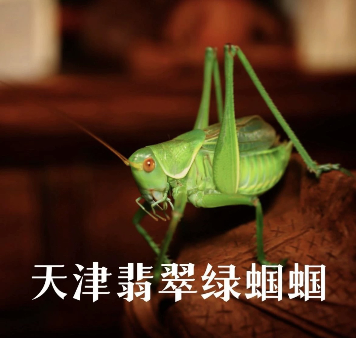 TIGER·精品一只绿蝈蝈