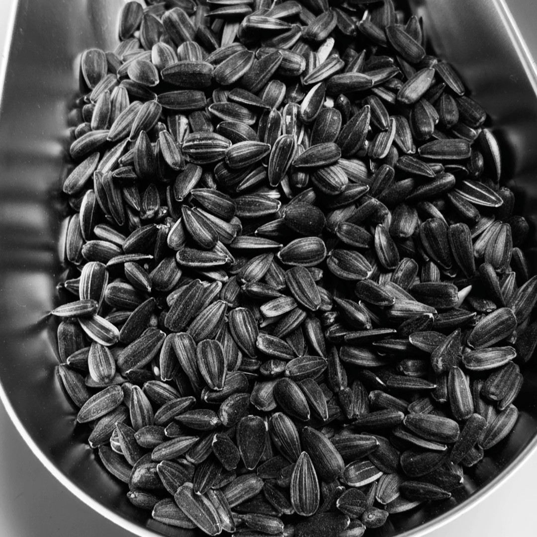 生黑珍珠小瓜子油葵油料鹦鹉爱吃的零食鸟粮现货包邮