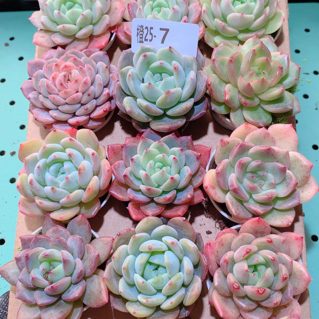 25-7一物一拍多肉带盆18颗