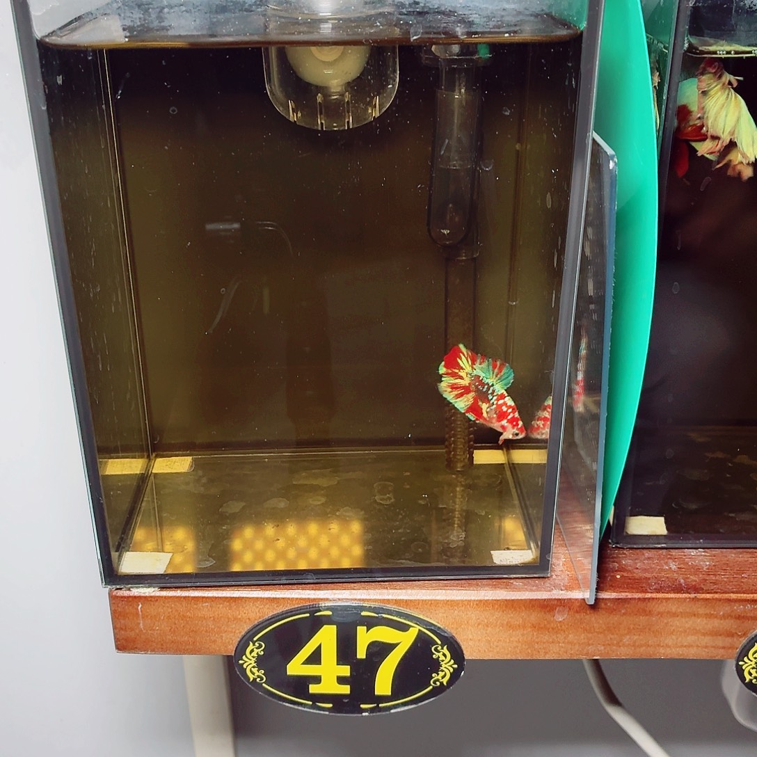 斗鱼巴塞隆将军公鱼