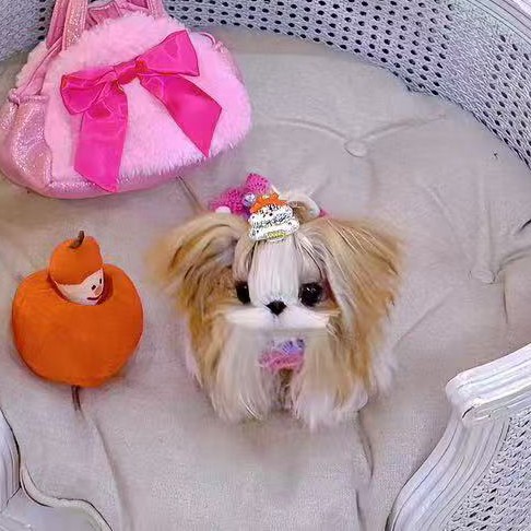 饼饼家的宠物顶夹