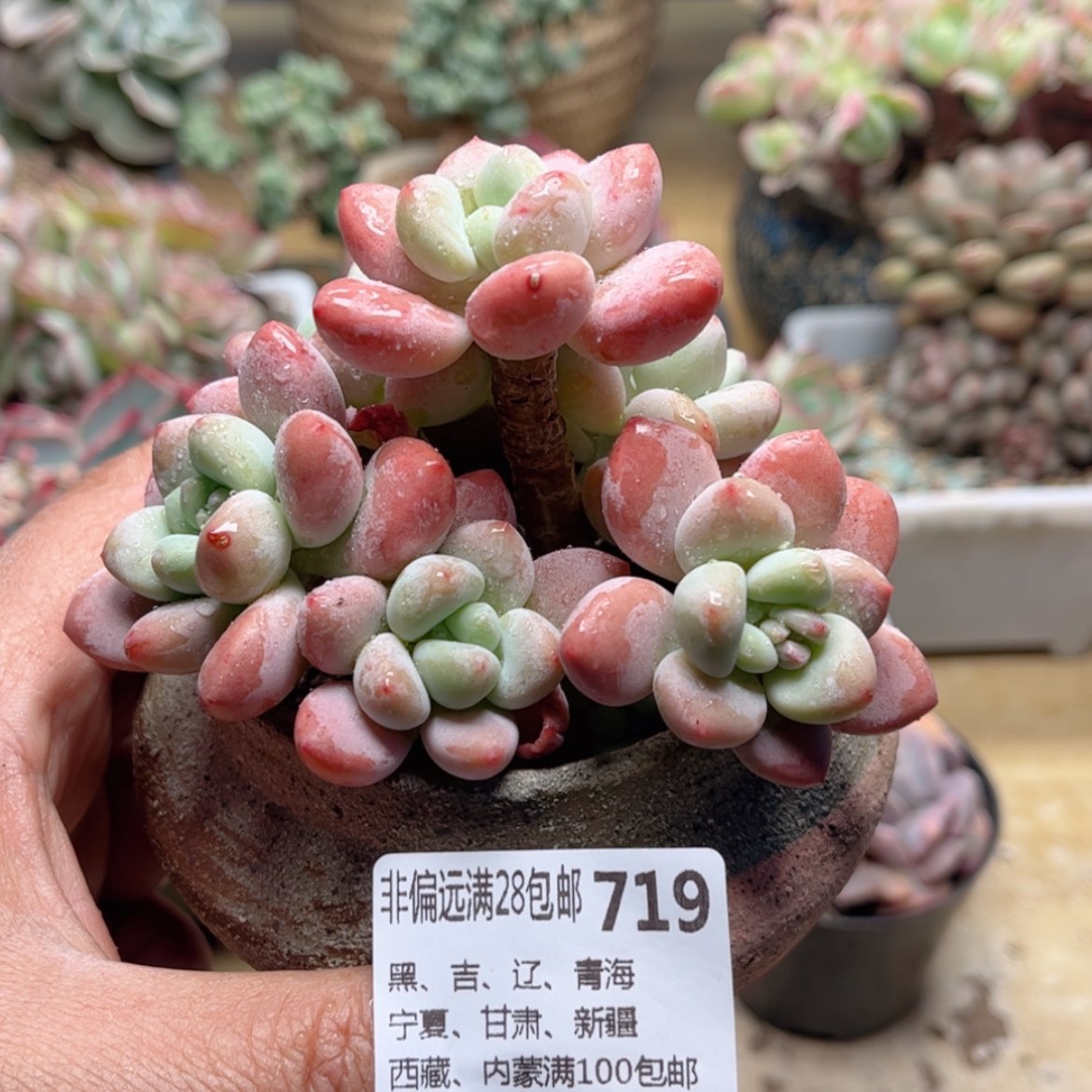 【闪购商品】719红洛神